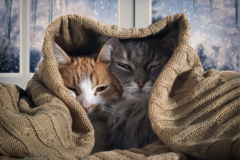 Is Your Heating System Ready for This Winter? Two cats hide under the blanket. Outside, the winter snow. The concept of home comfort, security, warmth.