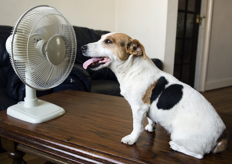Jack Russell dog sitting in front of a domestic electric fan because the air conditioner keeps turning on and off.